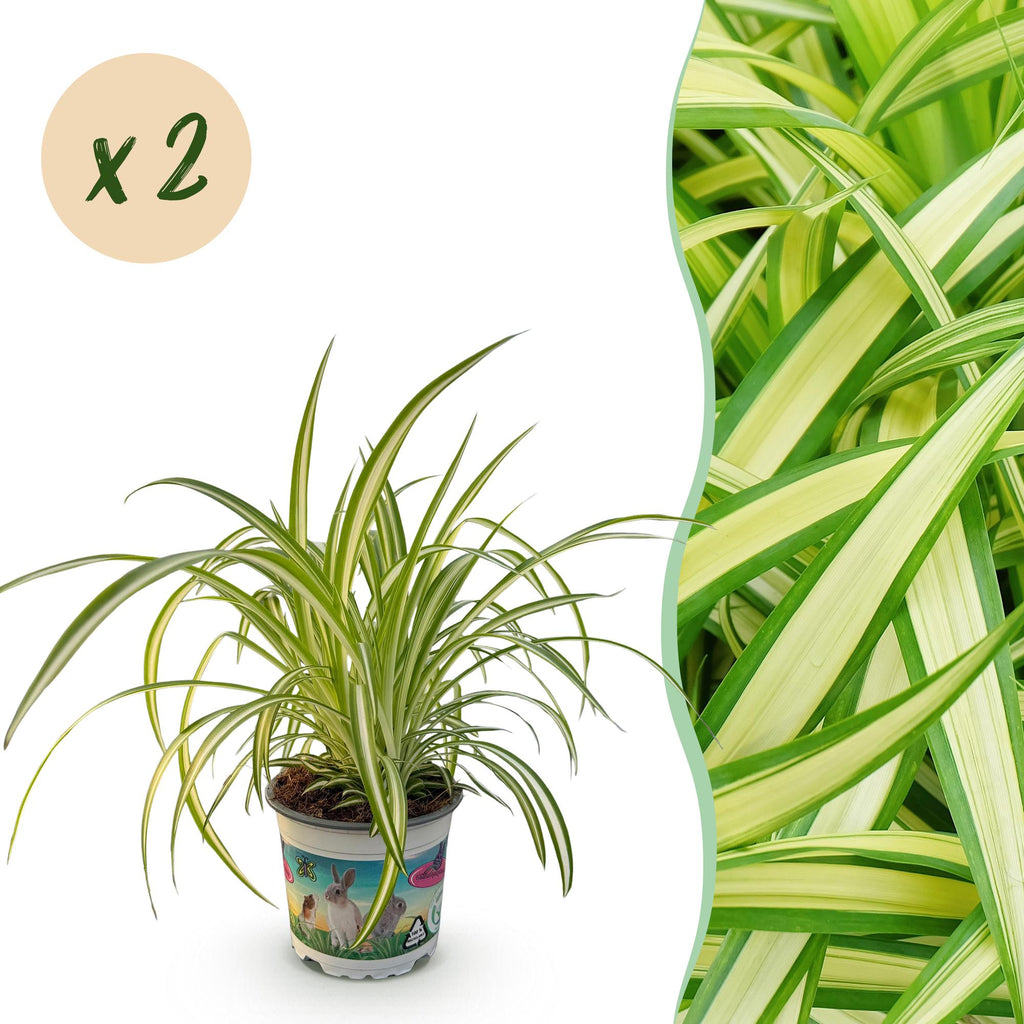 2× Chlorophytum comosum Variegatum (plante-araignée) – Ø12 cm, 25–30 cm de haut