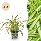 2× Chlorophytum comosum Variegatum (plante-araignée) – Ø12 cm, 25–30 cm de haut