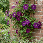 Clematis 'Warszawska Nike' (grimpette) – rouge – 4 plantes, Ø9 cm, 35 cm de haut