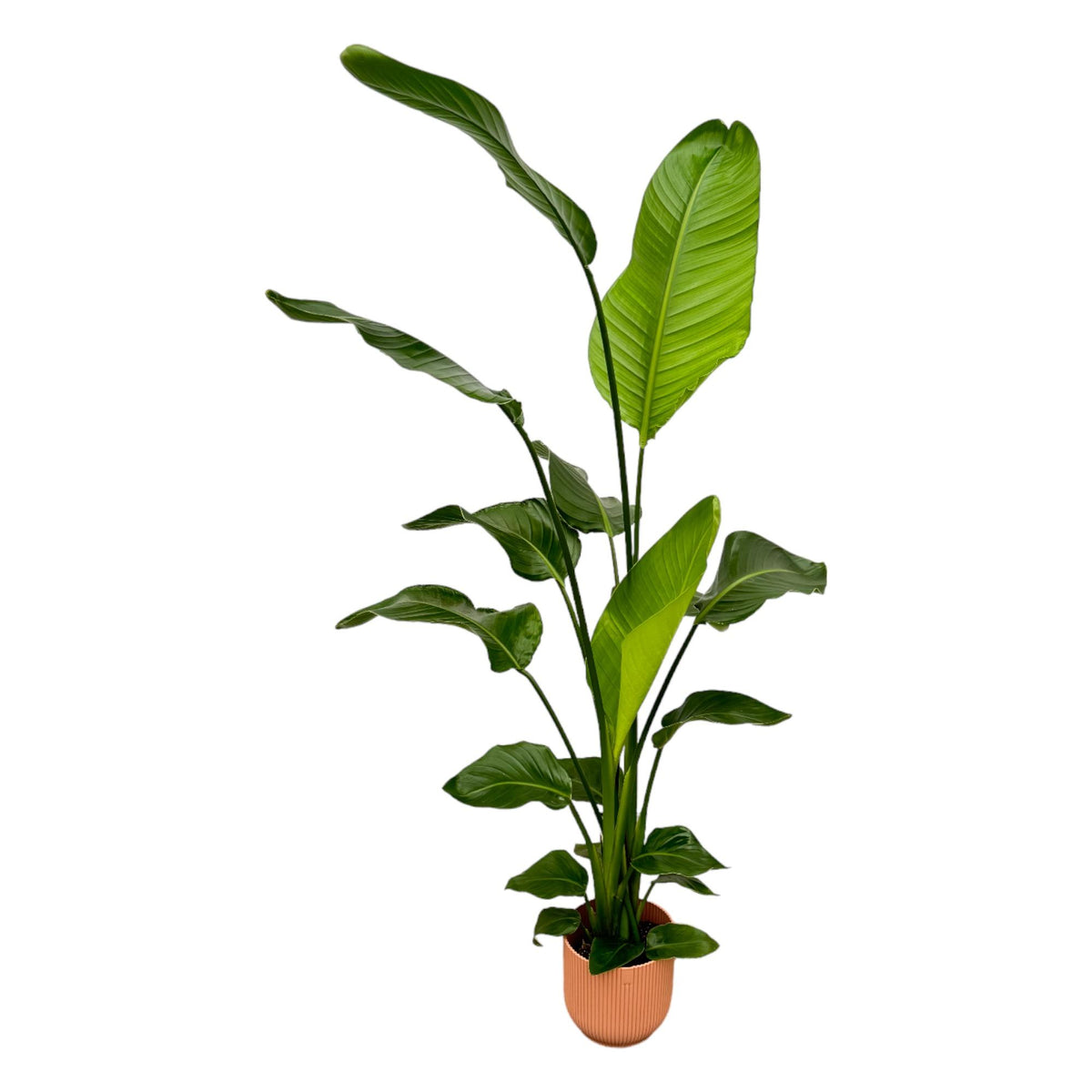 Strelitzia nicolai (vit paradisblomma) i Vibes Fold Round-prydnads-kruka rosa – Ø18 cm, 130 cm hög
