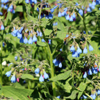 Symphytum grand. 'Wisley Blue' (Großer Natternkopf) – 24 Pflanzen, Ø9 cm, 10–25 cm hoch