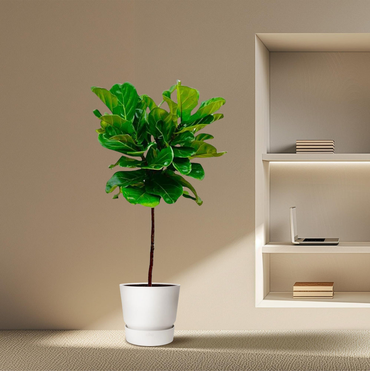 Ficus lyrata stam (fiolbladsväxt) – Ø24 cm, 130 cm hög