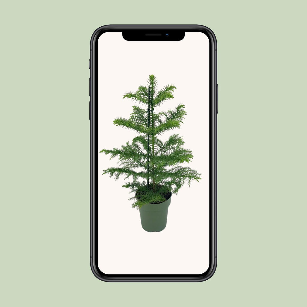 Araucaria Heterophylla (kamerden) – Ø14 cm, 40 cm hoog