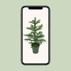 Araucaria Heterophylla (kamerden) – Ø14 cm, 40 cm hoog