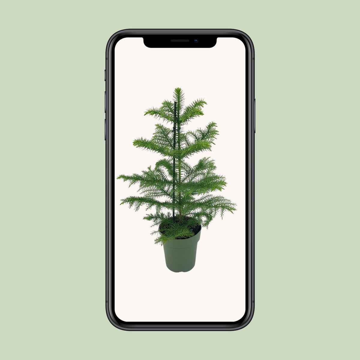 Araucaria Heterophylla (kamerden) – Ø14 cm, 40 cm hoog