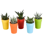 Gasteria/Haworthia mix – Ø6 cm, 16 cm hoog