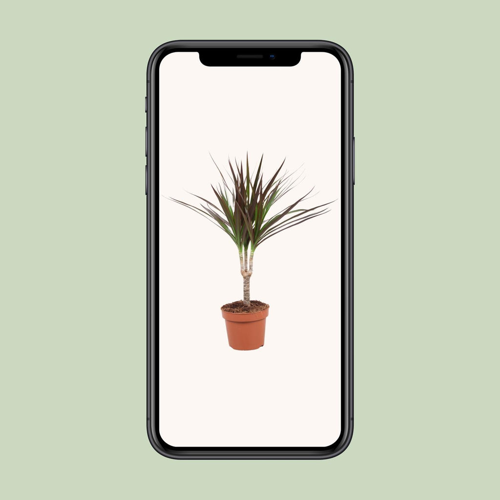 Dracaena Magenta (Drachenbaum) – Ø 12 cm, 50 cm hoch