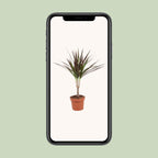 Dracaena Magenta (Drachenbaum) – Ø 12 cm, 50 cm hoch
