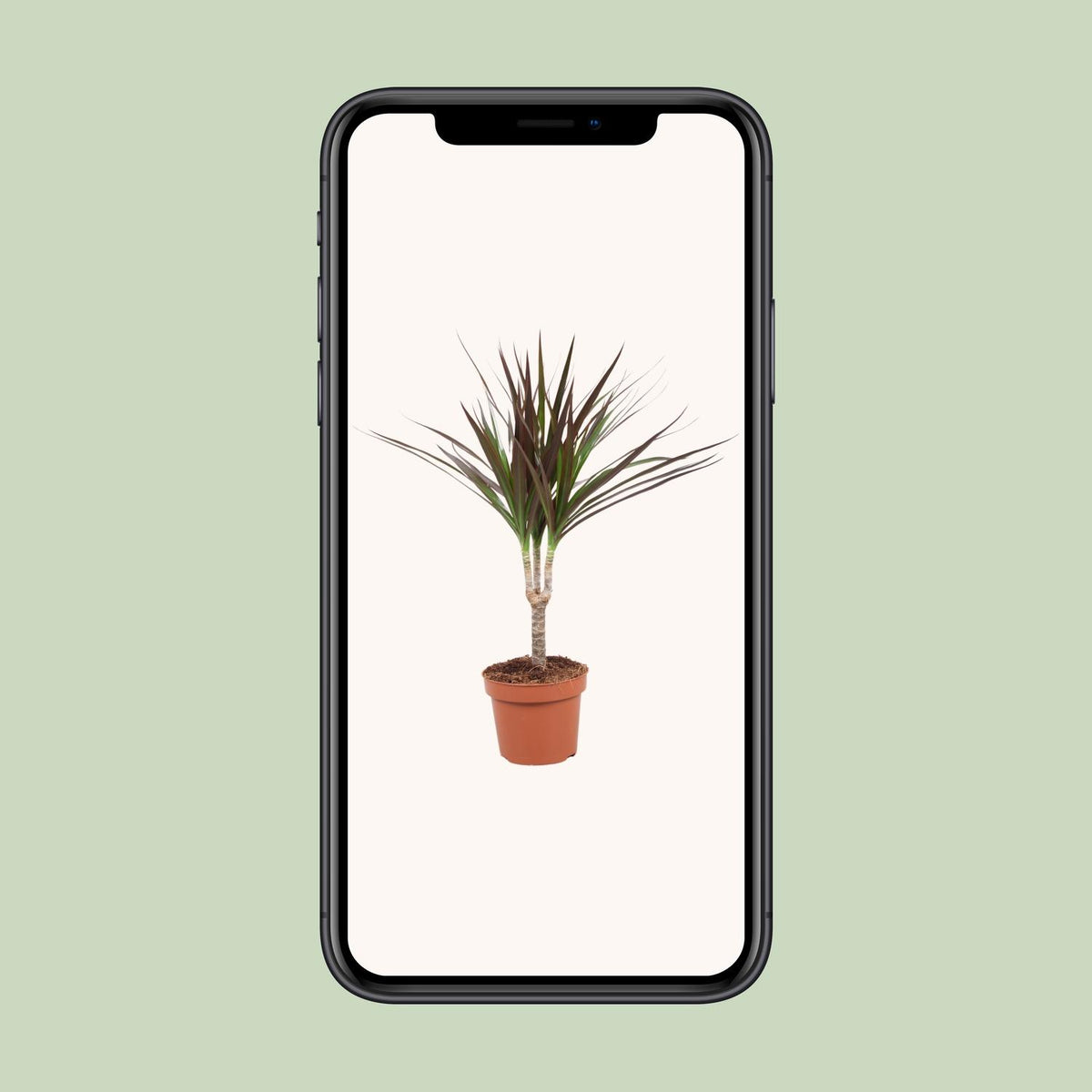 Dracaena Magenta (drakenboom) – Ø12 cm, 50 cm hoog