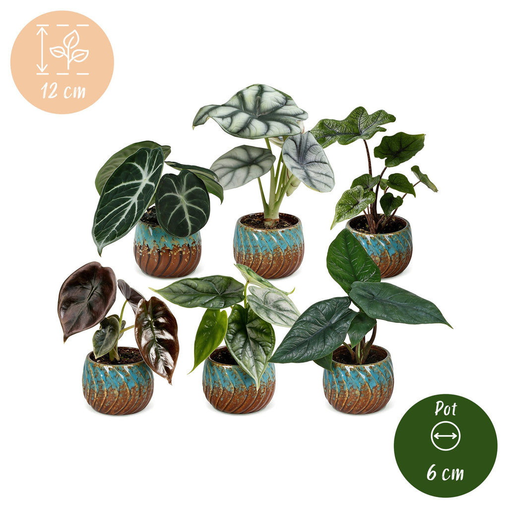6× bébé Alocasia Famille (oreille d’éléphant) incl. Copper Reef – Ø6 cm, 12 cm de haut