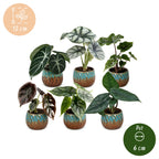 6× bébé Alocasia Famille (oreille d’éléphant) incl. Copper Reef – Ø6 cm, 12 cm de haut