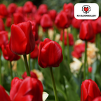 Tulpe 'Ile de France' – 20 Blumenzwiebeln (Zwiebelgröße 11/12)