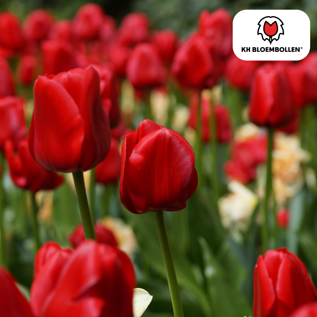 Tulpe 'Ile de France' – 20 Blumenzwiebeln (Zwiebelgröße 11/12)