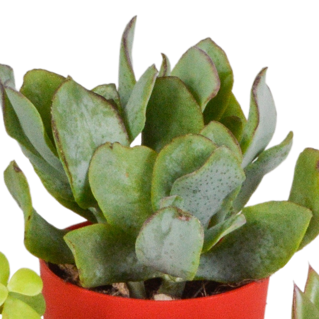 Sukkulenten – Ø 6 cm, 16 cm hoch