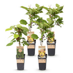 Actinidia 'Weiki & Golden Kiwi' (Kiwipflanze) (1 männlich + 3 weiblich) – gelb – 4 Pflanzen, Ø 15 cm, 50 cm hoch