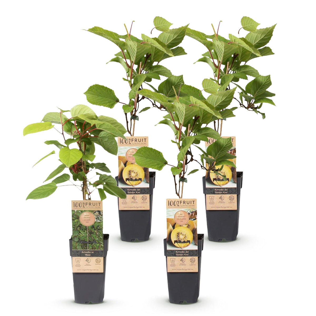 Actinidia 'Weiki & Golden Kiwi' (kiwiplant) (1 mannelijke + 3 vrouwelijke) – geel – 4 planten, Ø15 cm, 50 cm hoog
