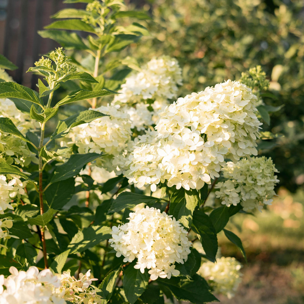 Hydrangea panniculata 'Limelight' (pluimhortensia) – Ø12 cm, 20–30 cm hoog