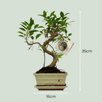 Plantenmix – Ø15 cm, 30–35 cm hoog