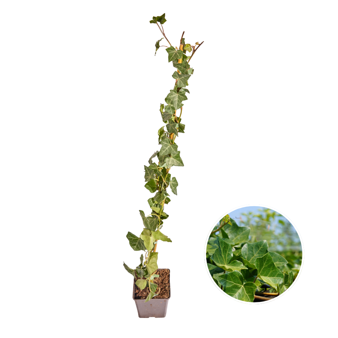 Hedera hibernica (klimop) gestokt – Ø10 cm, 80–100 cm hoog