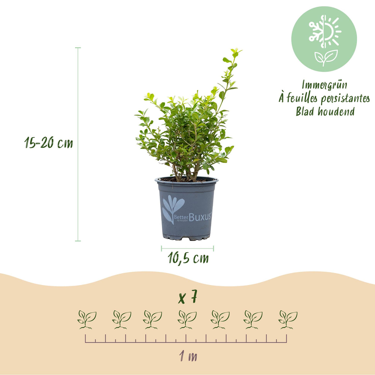 Buxus – 14 Pflanzen, Ø 11 cm, 25–30 cm hoch