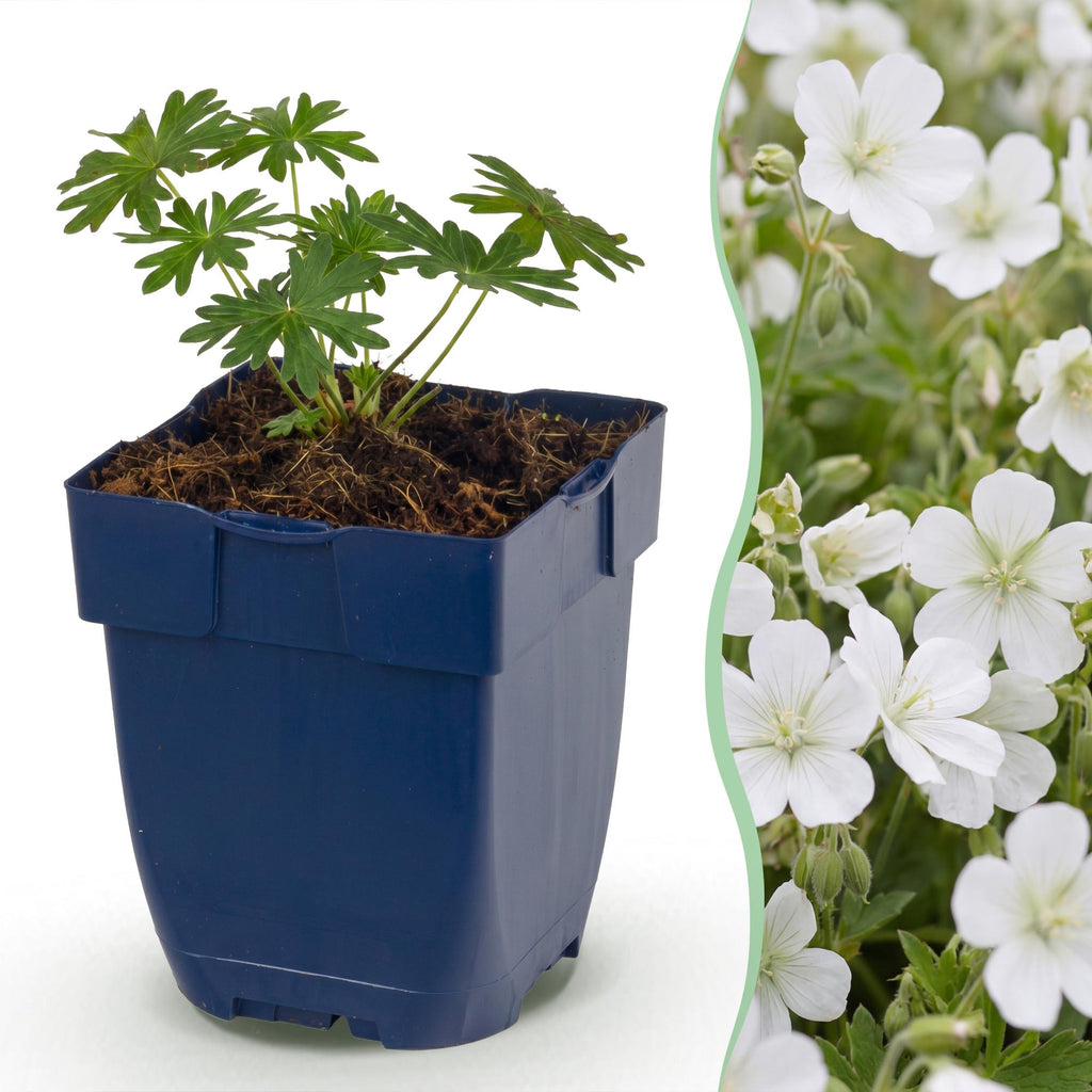 Geranium sanguineum 'Album' (ooievaarsbek) – wit – 24 planten, Ø11 cm, 15–25 cm hoog – foto 2