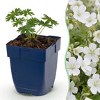 Geranium sanguineum 'Album' (ooievaarsbek) – wit – 24 planten, Ø11 cm, 15–25 cm hoog
