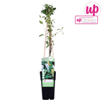 Lonicera japonica 'Halliana' (Japanese honeysuckle) – Ø15 cm, 65 cm high