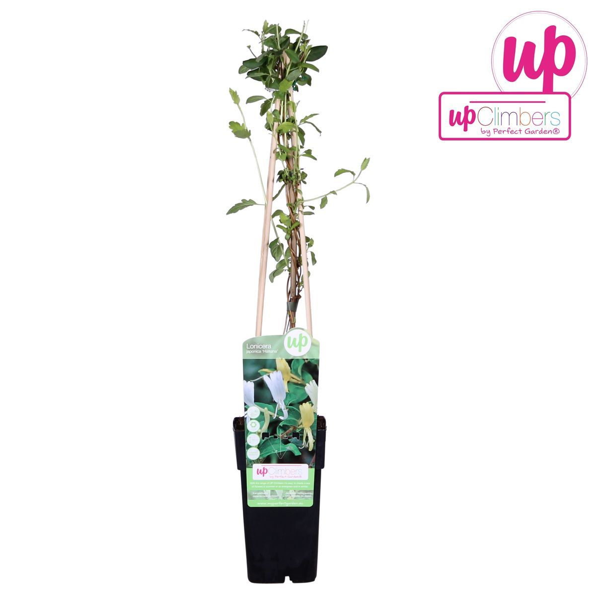 Lonicera japonica 'Halliana' (Japanese honeysuckle) – Ø15 cm, 65 cm high – photo 2