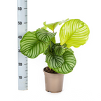 Calathea orbifolia – Ø17 cm, 40–50 cm hoog