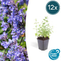 Nepeta 'Six Hills Giant' (catmint) – 12 plants, Ø9 cm, 10–25 cm high