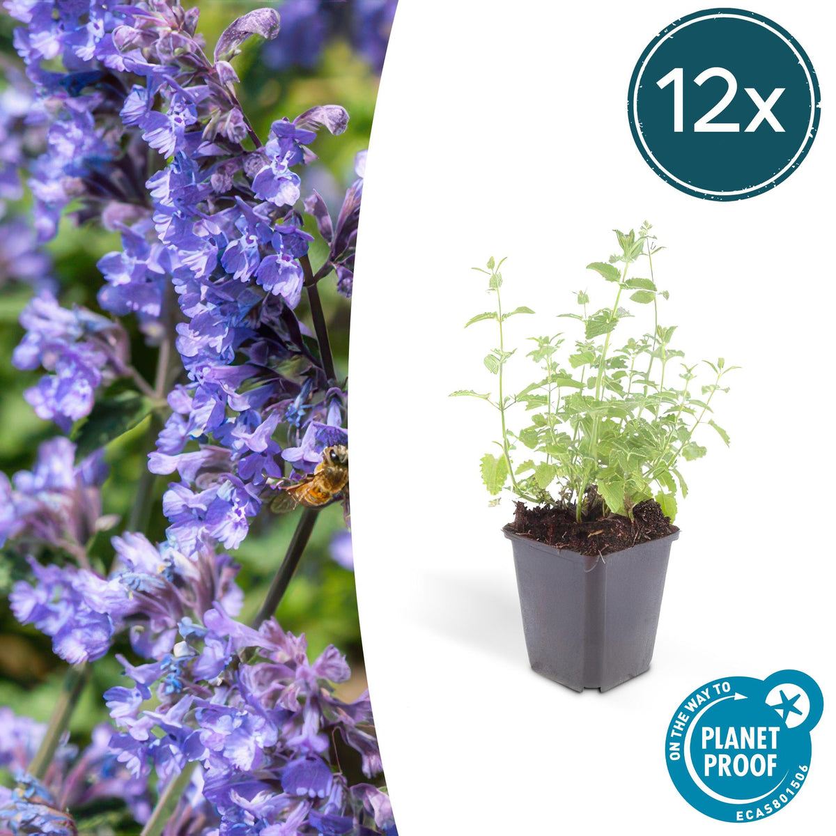 Nepeta 'Six Hills Giant' (catmint) – 12 plants, Ø9 cm, 10–25 cm high