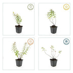 Hypericum 'Hidcote' (Johanniskraut) – 60 Pflanzen, Ø9 cm, 10–25 cm hoch