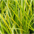 Acorus gramineus 'Ogon' (sweet flag) – 3 plants, Ø14 cm, 30 cm high