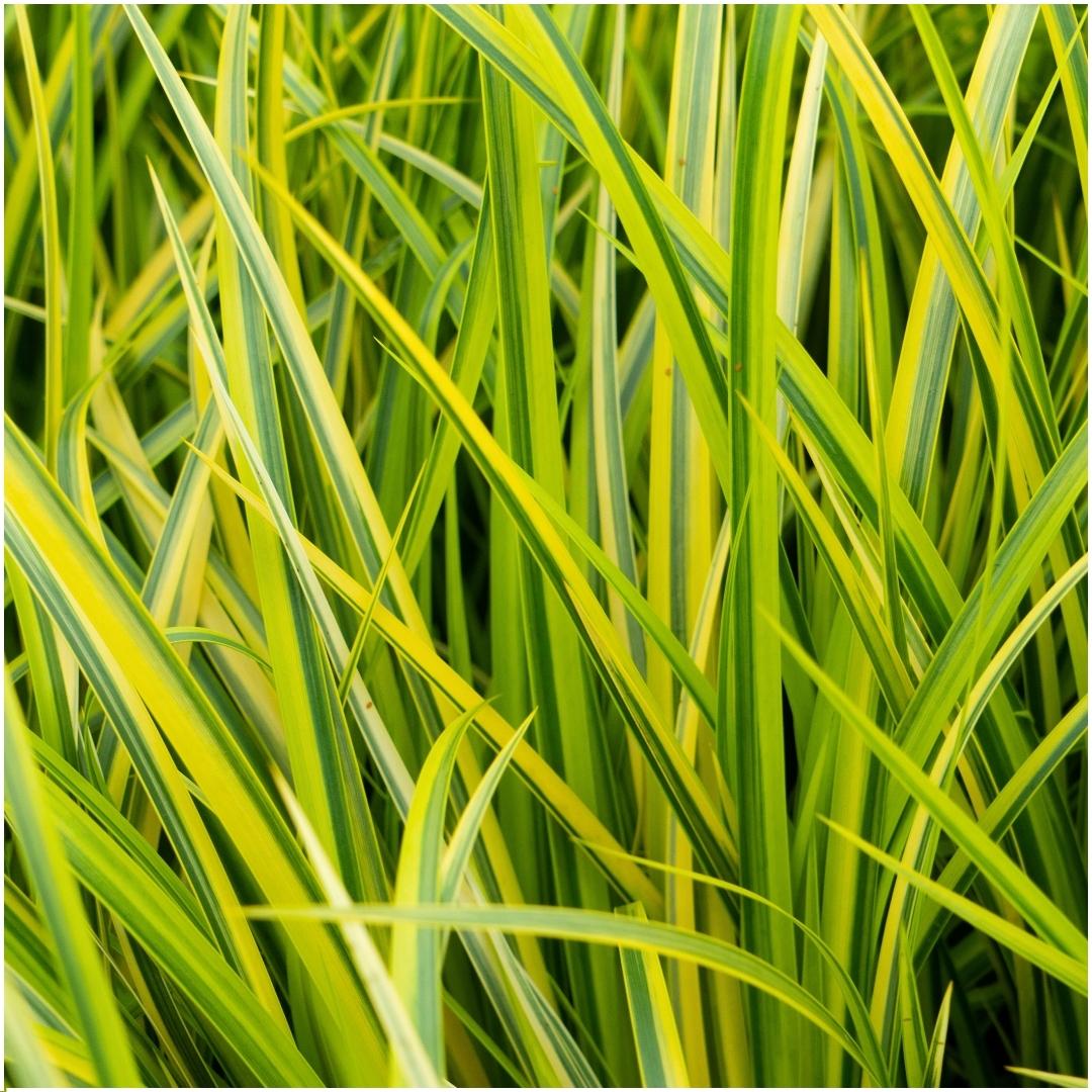 Acorus gramineus 'Ogon' (flamegrass) – 3 plants, Ø14 cm, 30 cm high – photo 2