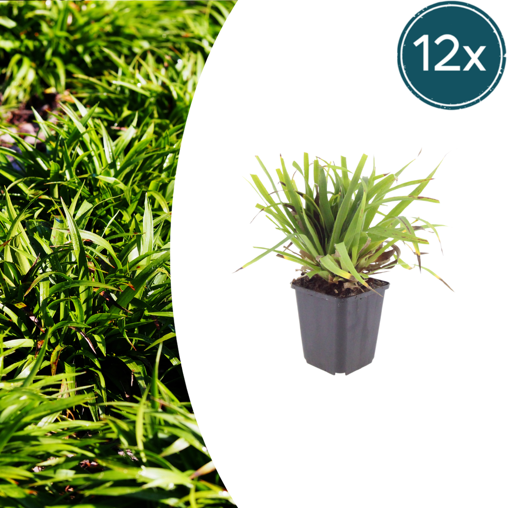 Luzula sylvatica (wood saw-sedge) – 12 plants, Ø9 cm, 10–25 cm high