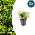 Luzula sylvatica (wood saw-sedge) – 12 plants, Ø9 cm, 10–25 cm high