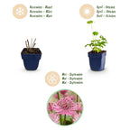 Astrantia major (astrantia) – rose-blanc – 24 plants, Ø11 cm, 15–25 cm de haut