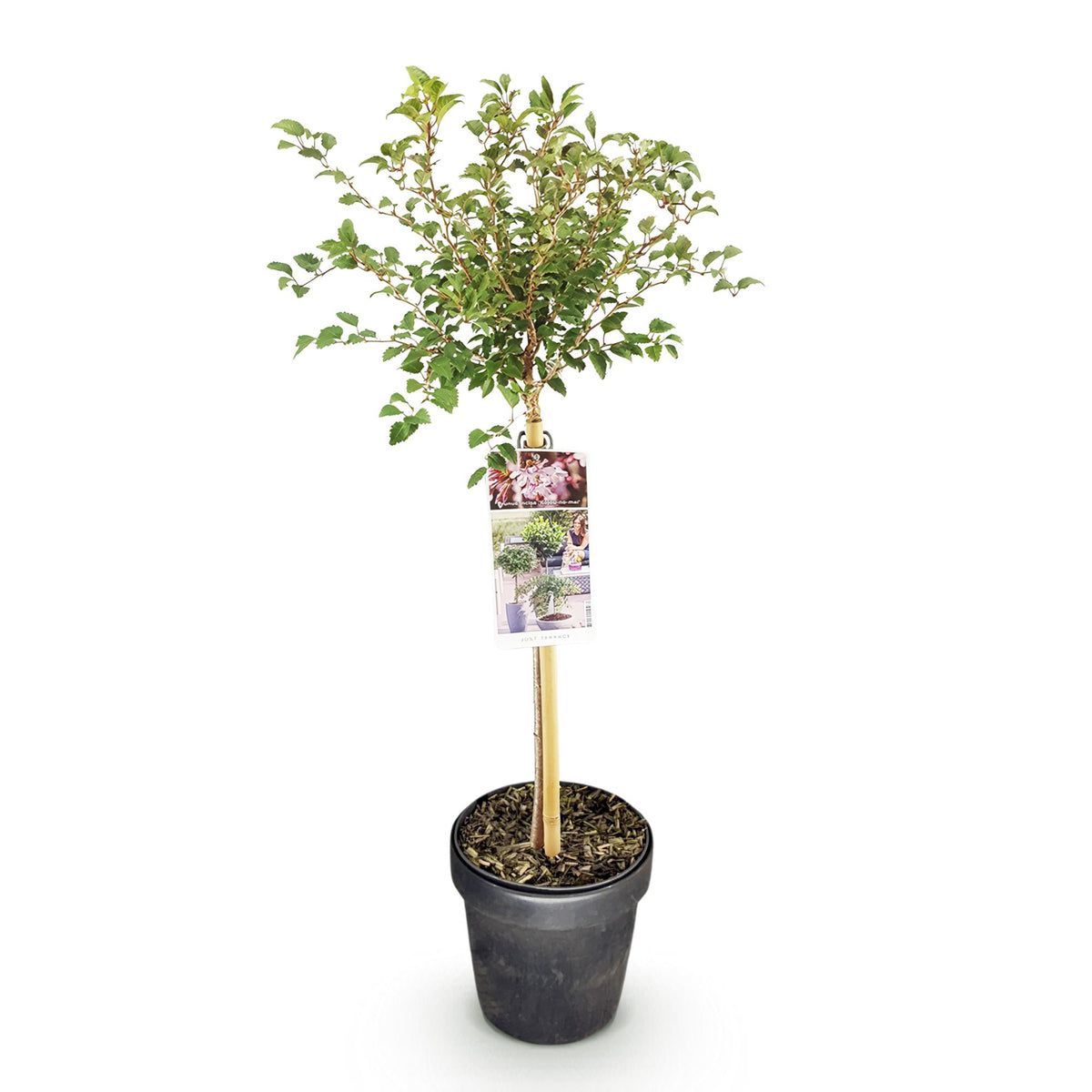 Prunus incisa 'Koujou-no-mai' (prunier d'ornement) sur tige – Ø 19 cm, 90 cm de haut – photo 2