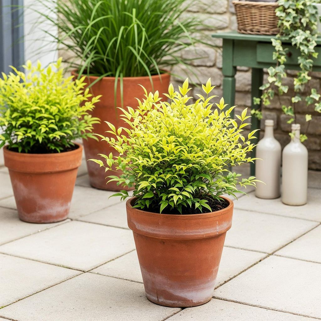 Nandina 'Lemon &amp; Lime' (Himmlisches Bambus) – gelb – Ø17 cm, 45 cm hoch – Bild 5