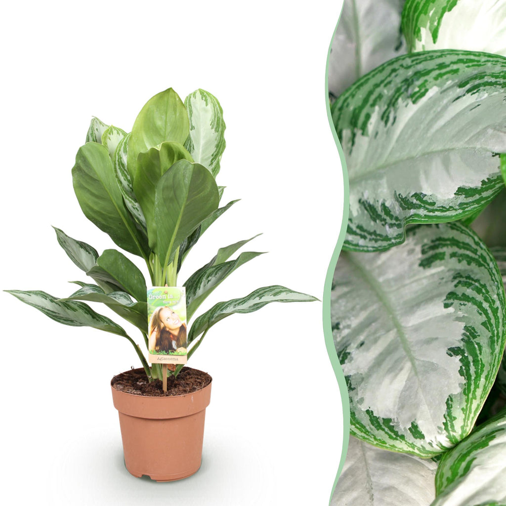 Aglaonema Silver Bay – Ø17 cm, 70–75 cm de haut