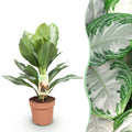 Aglaonema Silver Bay – Ø17 cm, 70–75 cm de haut
