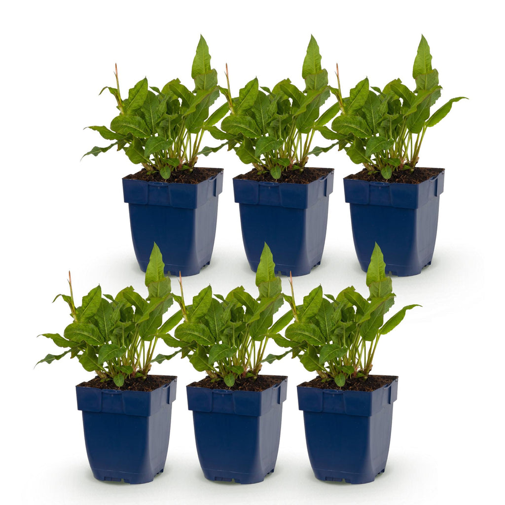 Persicaria amplexicaulis 'Rosea' (achillée mille-feuille) – rose – 6 plantes, Ø11 cm, 15–25 cm de haut – photo 2