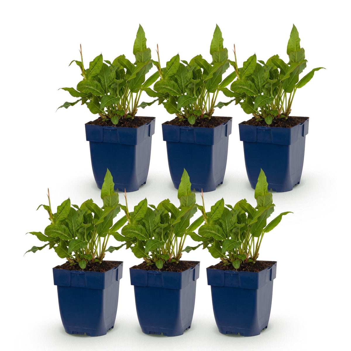 Persicaria amplexicaulis 'Rosea' (achillée mille-feuille) – rose – 6 plantes, Ø11 cm, 15–25 cm de haut – photo 2