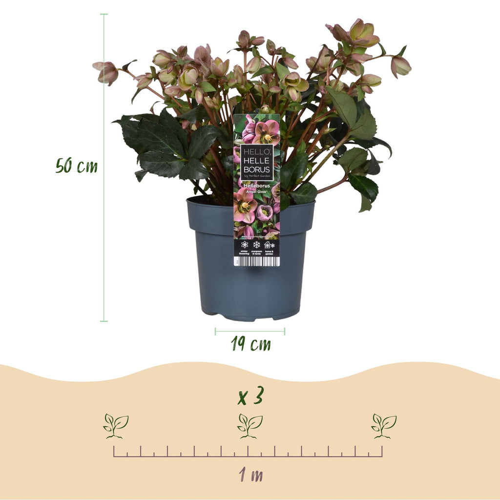 Helleborus 'Angels Glow' (rosa Blüte) – Ø19 cm, 50 cm hoch – Bild 3