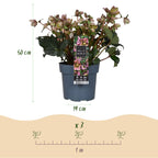 Helleborus 'Angels Glow' (rosa Blüte) – Ø19 cm, 50 cm hoch