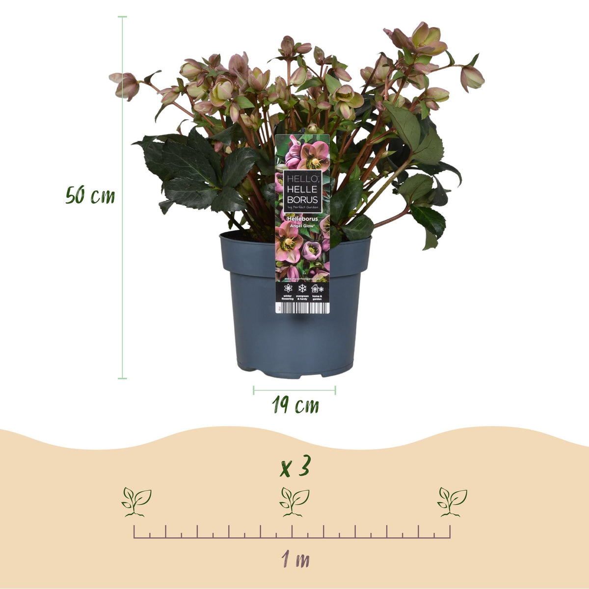Helleborus 'Angels Glow' (rosa Blüte) – Ø19 cm, 50 cm hoch – Bild 3
