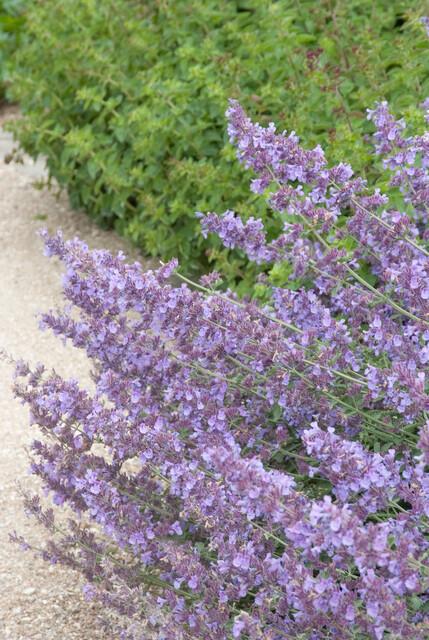 Nepeta 'Walker’s Low' (catmint) – 6 plants, Ø9 cm, 10–25 cm high