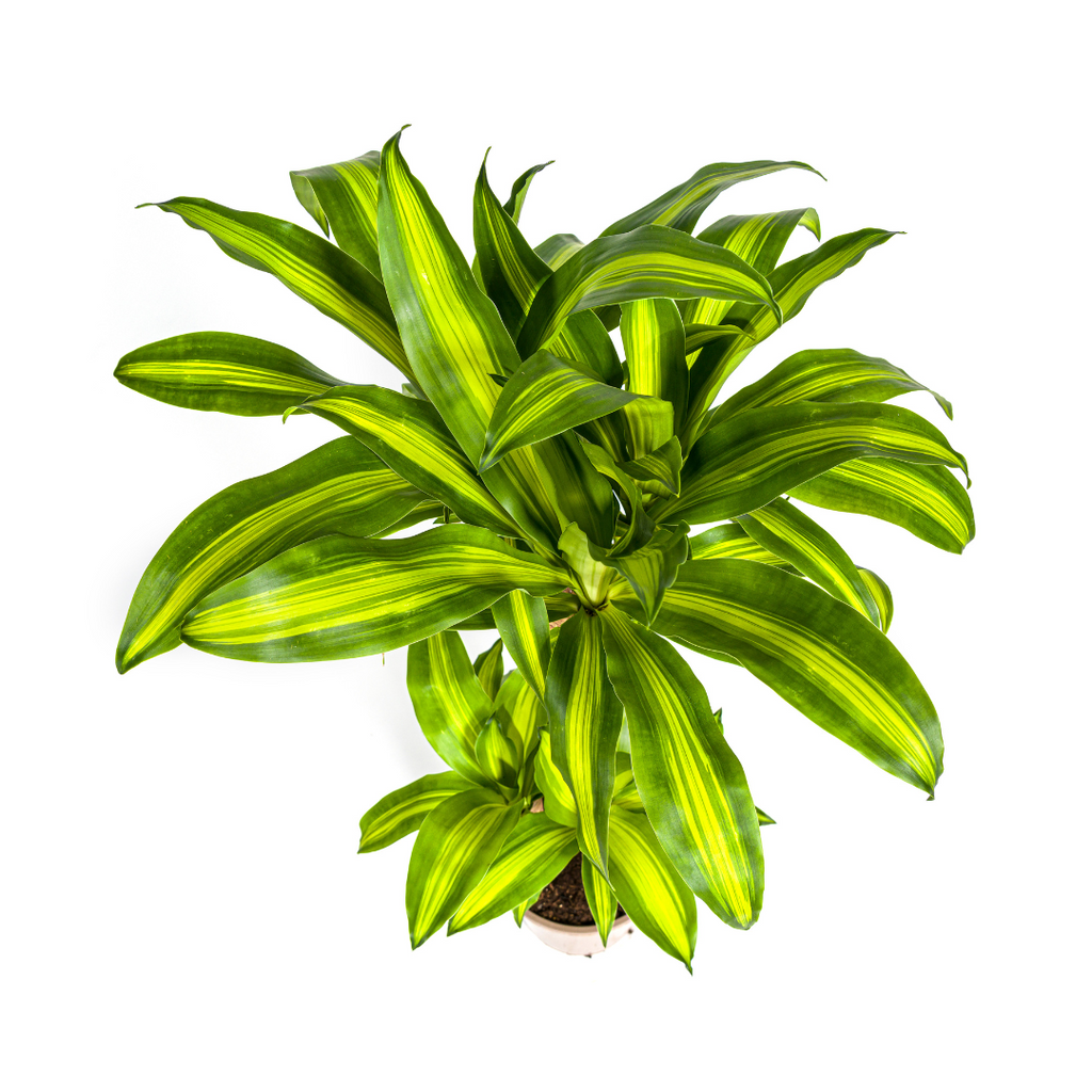 Dracaena fragrans Massangeana (Drachenbaum) mit Korb – Ø 21 cm, 90–110 cm hoch