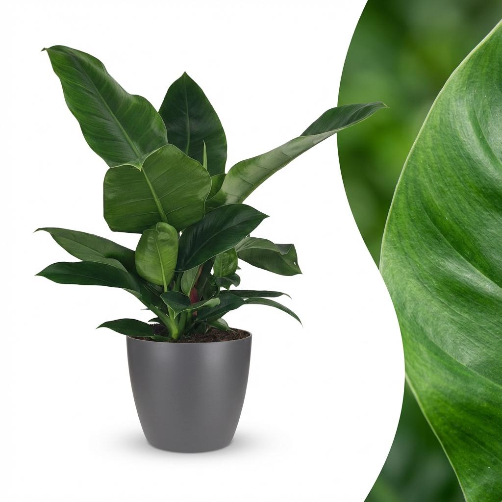 Philodendron Imperial Green dans pot de présentation gris – Ø19 cm, 65 cm de haut