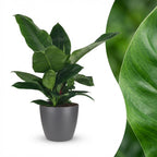 Philodendron Imperial Green dans pot de présentation gris – Ø19 cm, 65 cm de haut